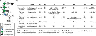 The Glycosylphosphatidylinositol Anchor: A Linchpin for Cell Surface Versatility of Trypanosomatids